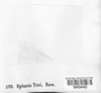 Sphaeria taxi image
